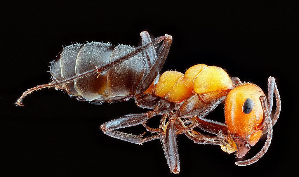 Ant Control service in Port Arthur, TX