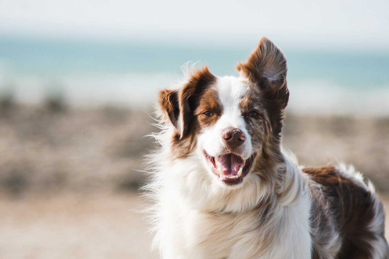 Flea & Tick Control service in Port Arthur, TX