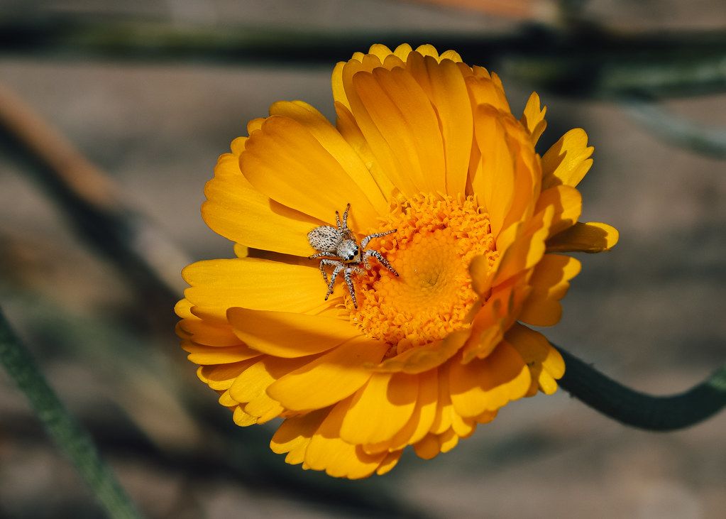 Spider Control service in Port Arthur, TX